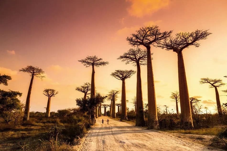 Najpiękniejsze atrakcje Madagaskaru, które musisz zobaczyć podczas podróży