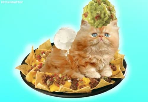 Gdzie kupić guacamole? Sprawdź najlepsze sklepy i oferty w Polsce