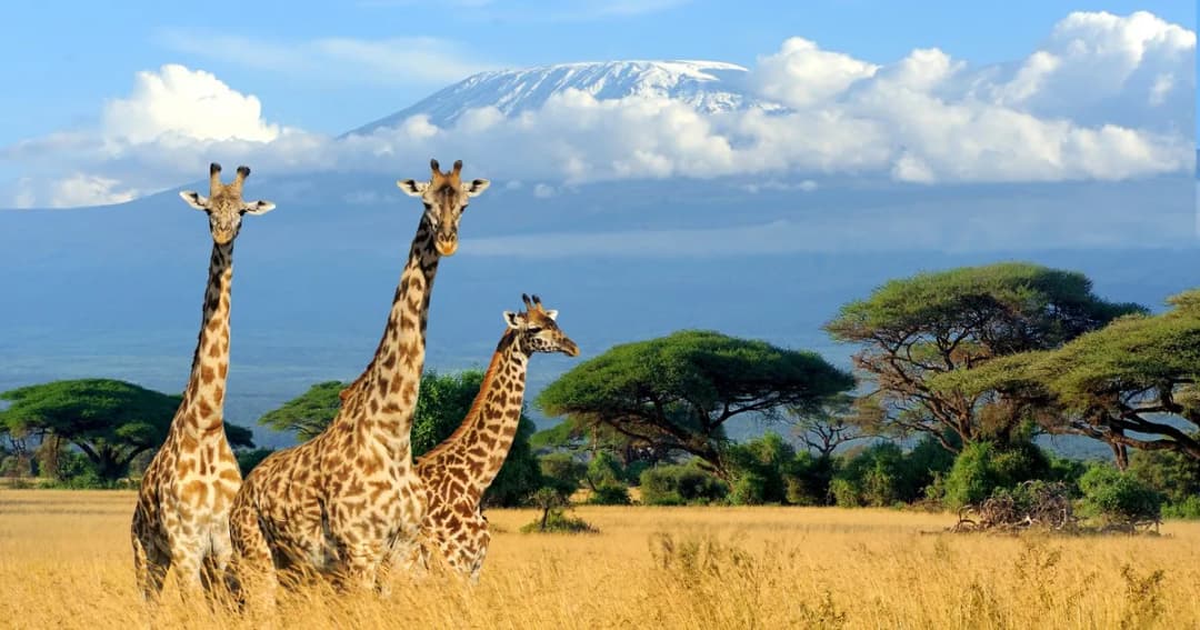 Jakie są pustynie w Afryce? Odkryj fascynujące miejsca i fakty