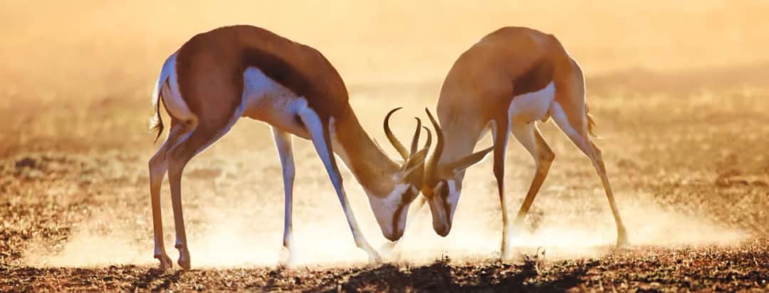 RPA kiedy jechać? Odkryj najlepszy czas na safari i przygodę